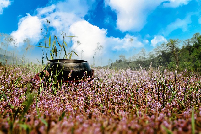 Art-thérapie et clown-thérapie à Boisseuilh